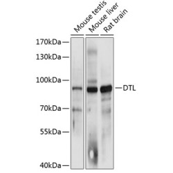 DTL Rabbit pAb