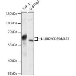 LILRB2/CD85d/ILT4 Rabbit pAb