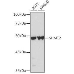 [KO Validated] SHMT2 Rabbit pAb