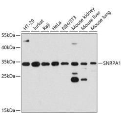SNRPA1 Rabbit pAb