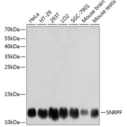 SNRPF Rabbit pAb