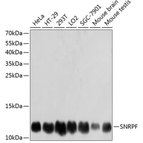 SNRPF Rabbit pAb