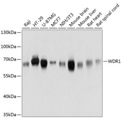WDR1 Rabbit pAb