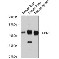 GPN1 Rabbit pAb