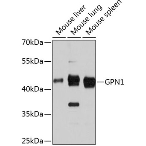 GPN1 Rabbit pAb