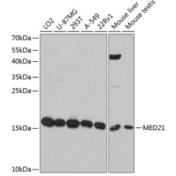 MED21 Rabbit pAb