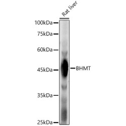 BHMT Rabbit pAb