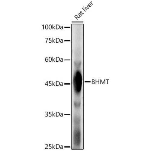 BHMT Rabbit pAb