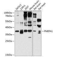 PMEPA1 Rabbit pAb