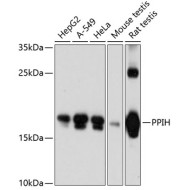 PPIH Rabbit pAb
