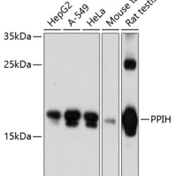 PPIH Rabbit pAb