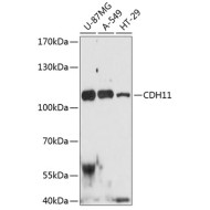 CDH11 Rabbit pAb