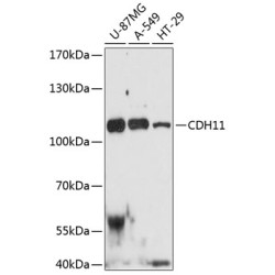 CDH11 Rabbit pAb