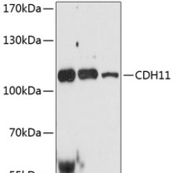 CDH11 Rabbit pAb