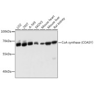 CoA synthase (COASY） Rabbit pAb