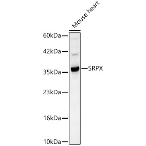 SRPX Rabbit pAb