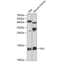 FAU Rabbit pAb