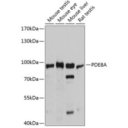 PDE8A Rabbit pAb