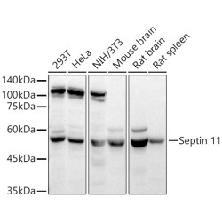 Septin 11 Rabbit pAb
