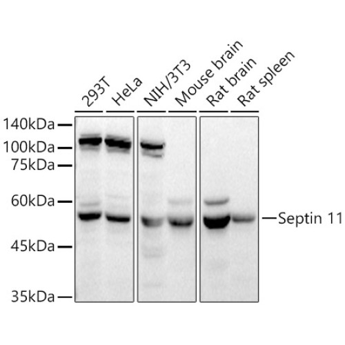 Septin 11 Rabbit pAb