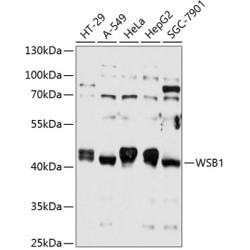 WSB1 Rabbit pAb