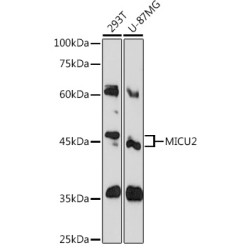 MICU2 Rabbit pAb