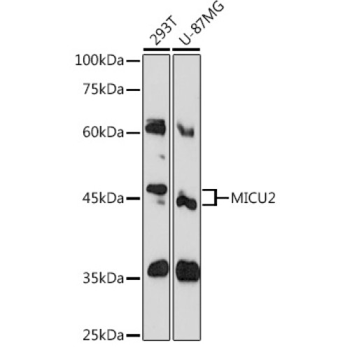 MICU2 Rabbit pAb