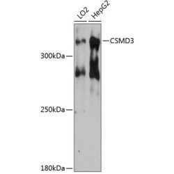 CSMD3 Rabbit pAb