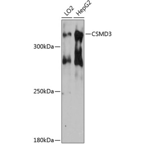 CSMD3 Rabbit pAb