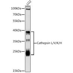 Cathepsin L/V/K/H Rabbit pAb