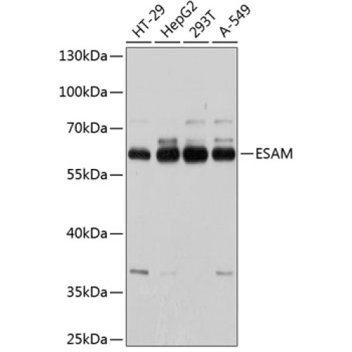 ESAM Rabbit pAb