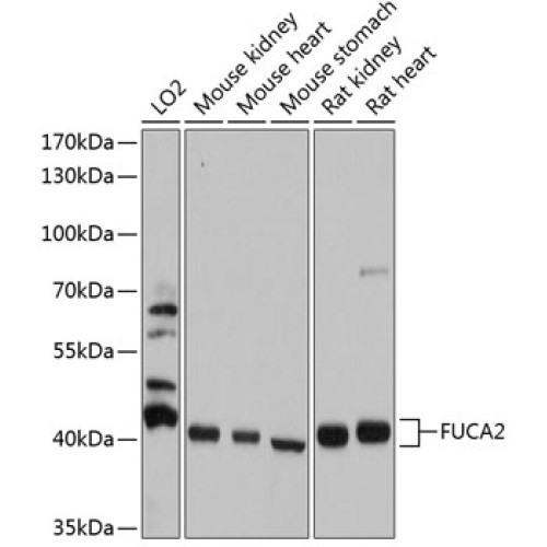 FUCA2 Rabbit pAb