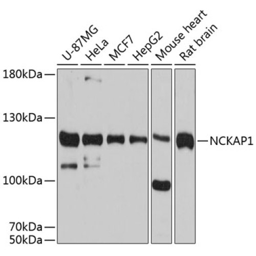 NCKAP1 Rabbit pAb