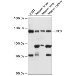 IPO9 Rabbit pAb