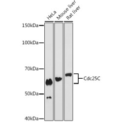 Cdc25C Rabbit mAb