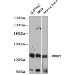 RRBP1 Rabbit pAb