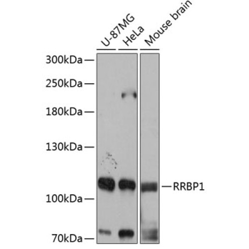 RRBP1 Rabbit pAb