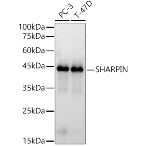 SHARPIN Rabbit pAb