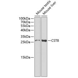 CST8 Rabbit pAb