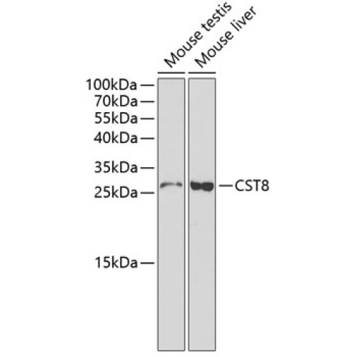 CST8 Rabbit pAb