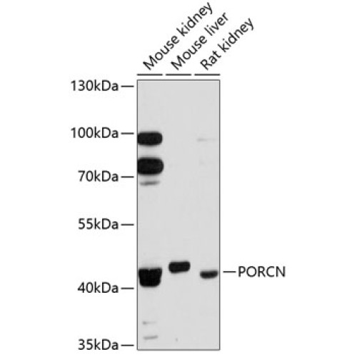 PORCN Rabbit pAb