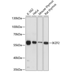 IKZF2 Rabbit pAb
