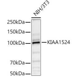 KIAA1524 Rabbit pAb