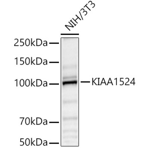 KIAA1524 Rabbit pAb