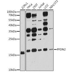 PFDN2 Rabbit pAb