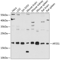 AP2S1 Rabbit pAb