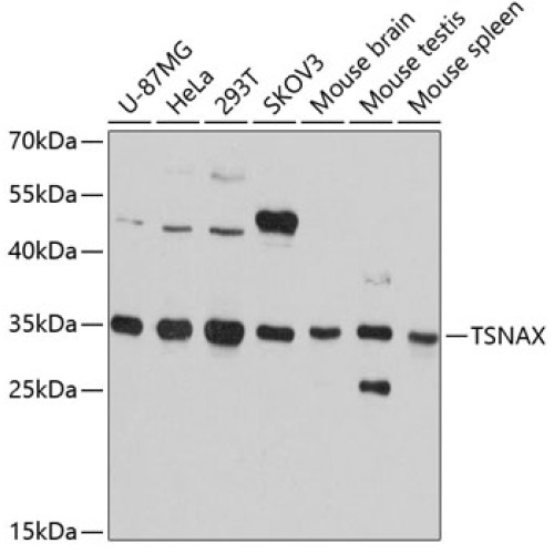 TSNAX Rabbit pAb
