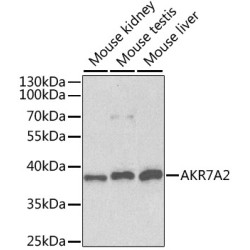 AKR7A2 Rabbit pAb