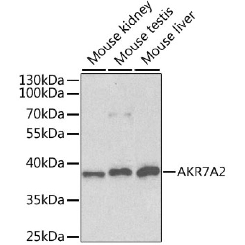 AKR7A2 Rabbit pAb