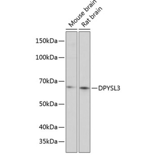 DPYSL3 Rabbit pAb